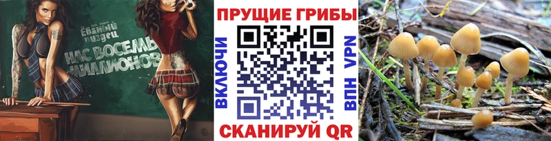 Купить закладки  Демидов  Псилоцибиновые грибы прущие грибы 